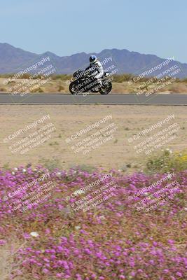 media/Mar-12-2023-SoCal Trackdays (Sun) [[d4c8249724]]/Turn 15 Inside Bloom (130pm)/